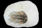 Spiny Kolihapeltis Trilobite - Rare Species #92931-5